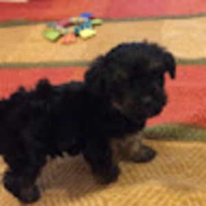 Meet your Posher, Puppyy